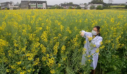 再次挺进全国前十 重庆“庆油”系列油菜品种全国推广面积增加84万亩