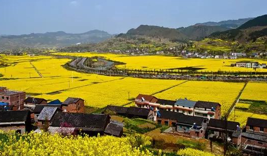 64.2万吨！重庆油菜产量“十八连增”