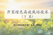 芹菜绿色高效栽培技术（下篇）