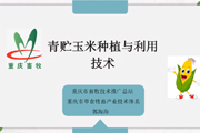 青贮玉米种植与利用技术.mp4
