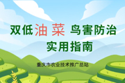 双低油菜鸟害防治实用指南