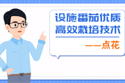 设施番茄优质高效栽培技术——点花