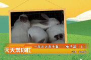 兔子篇（上）
