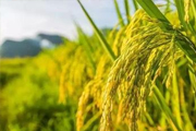 水稻高温热害防治措施