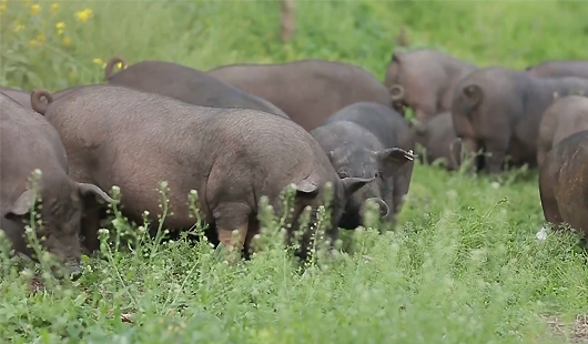 市畜科院“华系田园猪”项目获联合国粮农组织全球技术成就表彰