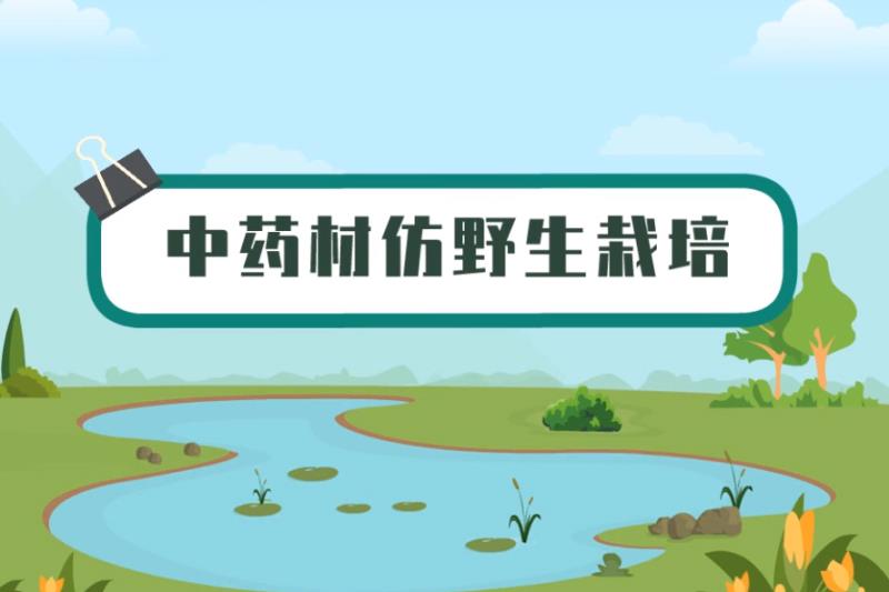 中药材仿野生栽培