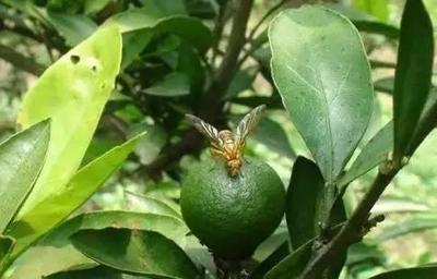 2025年柑橘病虫害绿色防控技术方案