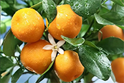 重庆柑橘高温管护技术措施