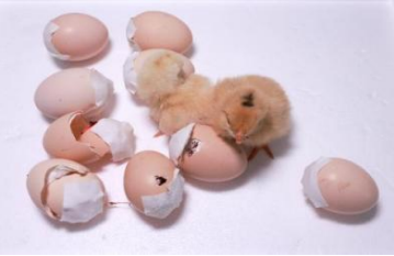 代孕嵌合体出雏