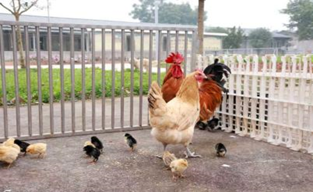 秀山鸡嵌合体复原纯种武隆凤头黑鸡