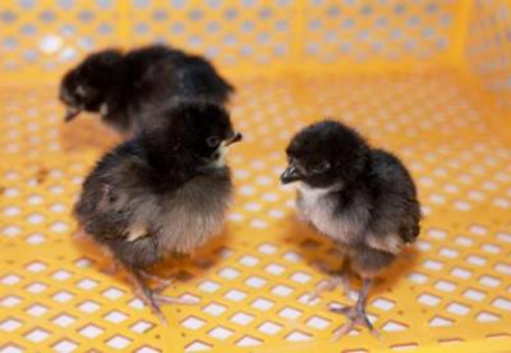 复种个体保留凤头、黑羽和青脚特征