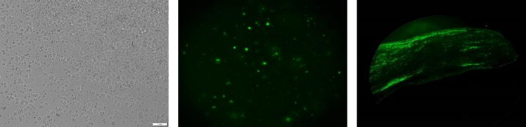 分离培养13d鸡PGCs 基因敲除的PGCs阳性克隆冷冻 6MPGCs复苏迁移能力检测